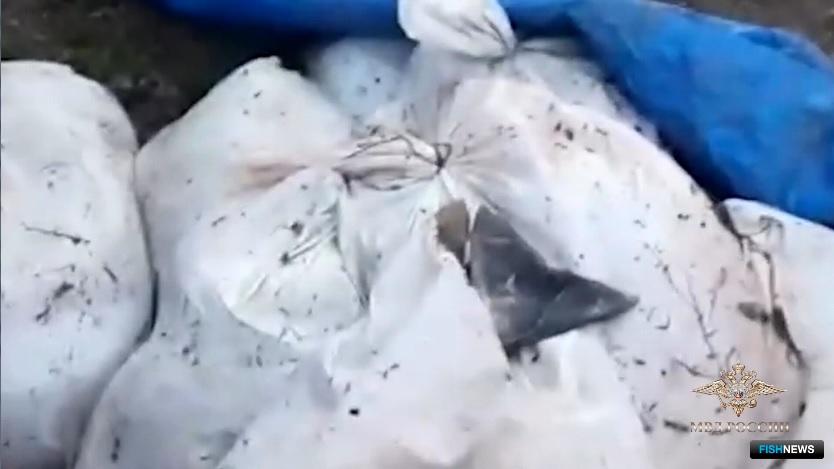 Во Владивостоке расследуют дело о нелегальной торговле рыбой