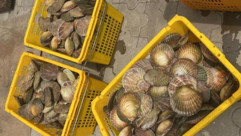 Гребешок приморский в ракушке