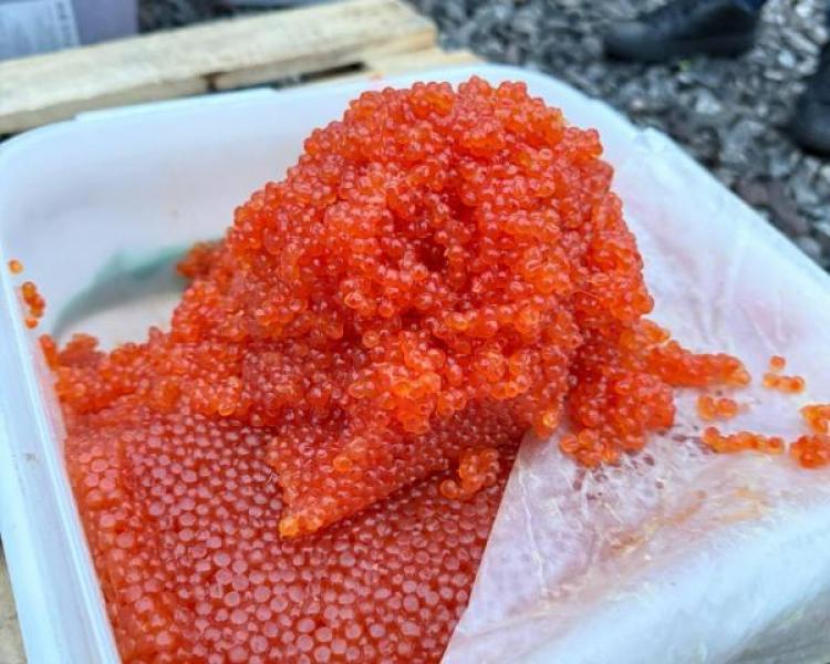 Икра кеты от производителя ООО «Залив Николая»